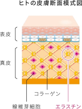 ヒトの皮膚断面模式図